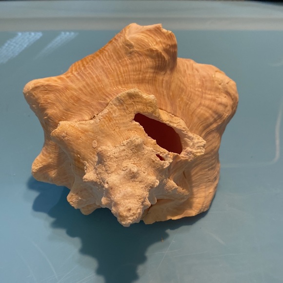 Queen conch shell - Picture 4 of 5
